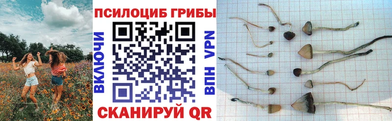 Галлюциногенные грибы GOLDEN TEACHER  как найти наркотики  Ртищево 